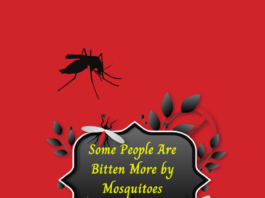 Some People Are Bitten More by Mosquitoes